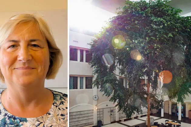 Malgorzata Bogdan och ett träd. Kollage.