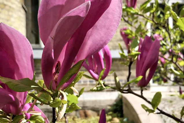 Lila magnolia i solljus. 