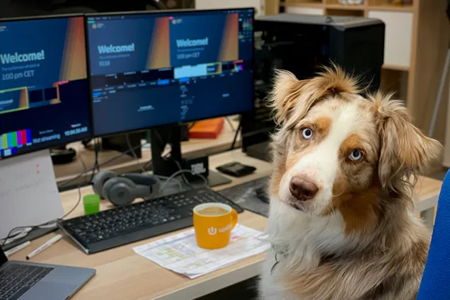 An Australian shepherd dog sitting in front of a desk with a computer